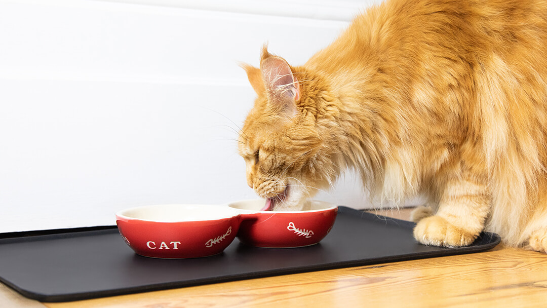 What food 2024 should cats eat